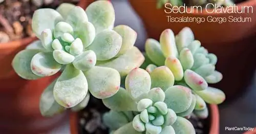 Уход за растением Sedum Clavatum: как вырастить седум Tiscalatengo Gorge Sedum