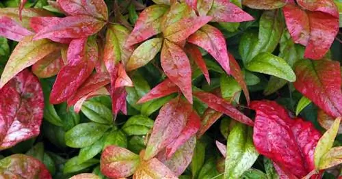 Растение Nandina Domestica – Небесный бамбук