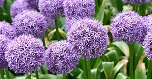 фиолетовый Allium Giganteum, он же гигантский лук, цветущий в ландшафтном саду