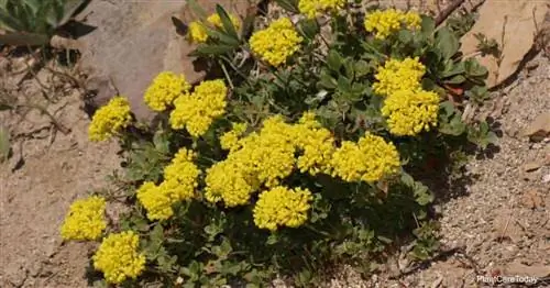 Eriogonum Umbellatum: выращивание серноцветковой гречихи