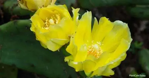 Цветущая восточная опунция Opuntia Humifusa