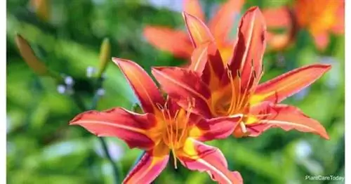 Цветки Hemerocallis fulva