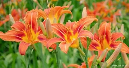 группа оранжевоцветковых Hemerocallis fulva