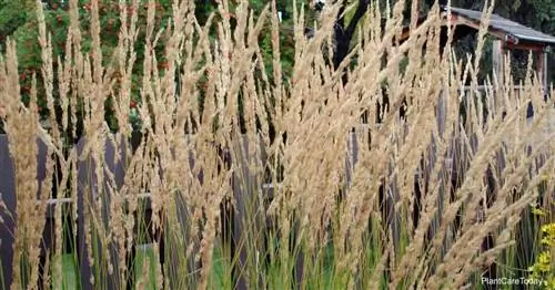 Цветущая ковыльная трава (Calamagrostis X Acutiflora)