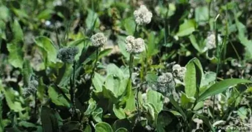 Цветущая Antennaria Plantaginifolia (Киски)