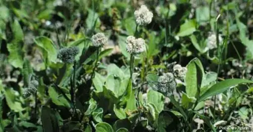 Советы по уходу за Antennaria Plantaginifolia