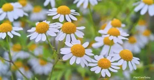 Цветущее растение пиретрум (Tanacetum parthenium)