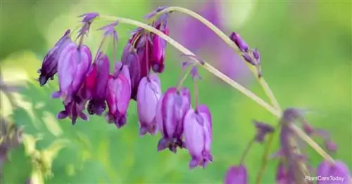 Dicentra Eximia Care: Как вырастить (Дикое кровоточащее сердце)