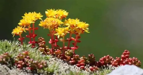 Divergens Sedum - теперь как стариковские кости, тихоокеанский или каскадный очиток.