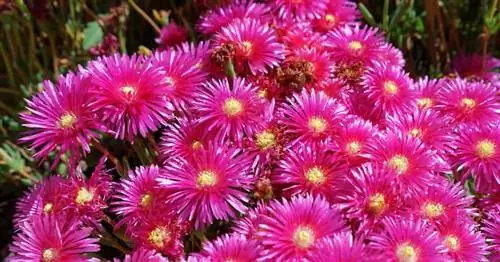 Выращивание Carpobrotus чилийского: как ухаживать за сочным морским инжиром