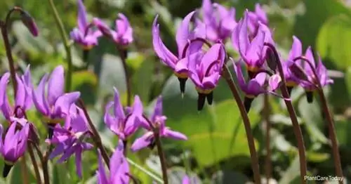 Цветок падающей звезды (Dodecatheon Meadia)