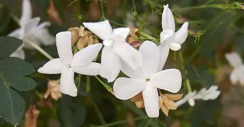 ароматные цветки испанского жасмина - Jasminum Grandiflorum.