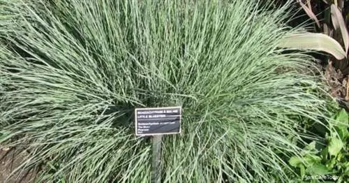 Schizachyrium Scoparium (Маленькая синестебельная трава)