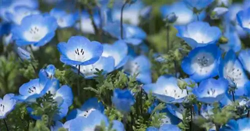 Уход за цветком Baby Blue Eyes: выращивание Nemophila Menziesii