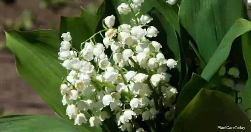 Цветы ландыша, цветущие белые цветы Convallaria majalis, весеннее цветение, крупный план