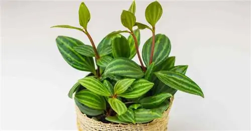 Peperomia Puteolata [Пеперомия параллельная] Выращивание и уход