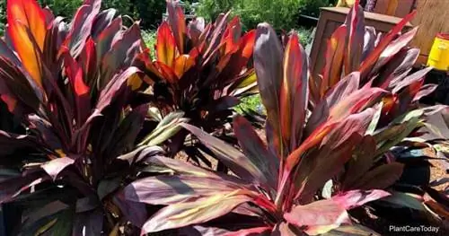 Cordyline fruticosa, посаженная в ландшафте-