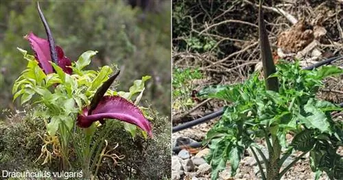 Драконовая лилия - Dracunculus Vulgaris