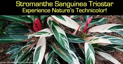 stromanthe-sanguinea-triostar-093014