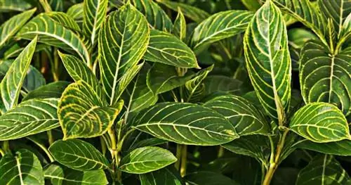 Листья Sanchezia Speciosa с зеброй или золотыми прожилками любят высокую влажность. Листья Sanchezia Speciosa с зеброй или золотыми прожилками любят высокую влажность.