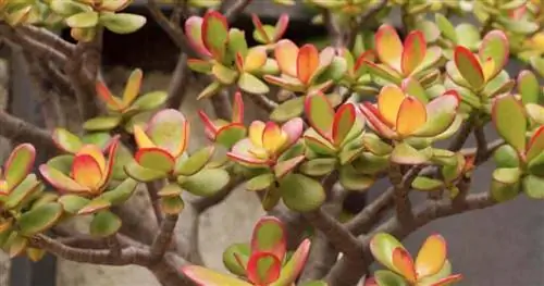 Crassula ovata – красные кончики нефритового растения.