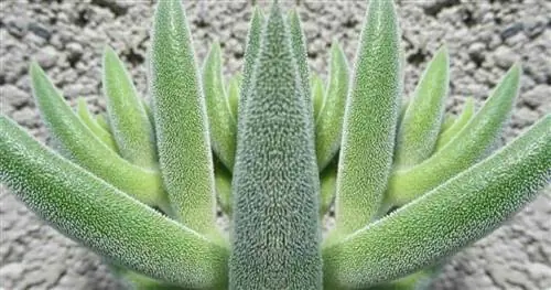 Крупный план Crassula mesembryanthemoides