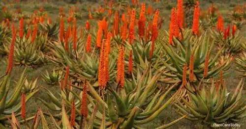 Aloe Ferox - Горькое алоэ