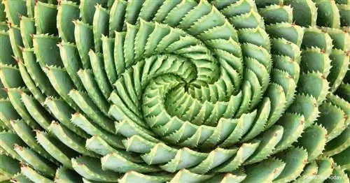 Уникальный внешний вид Spiral Aloe Polyphylla.