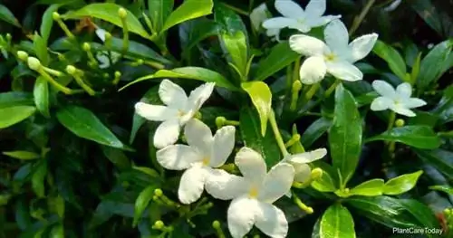 Закрыть зеленую Gardenia jasminoides (гардения, жасмин, мыс жасмин)