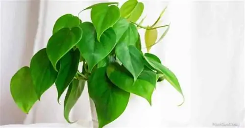 Филодендрон сканденс (Philodendron hederaceum), растущий в горшке