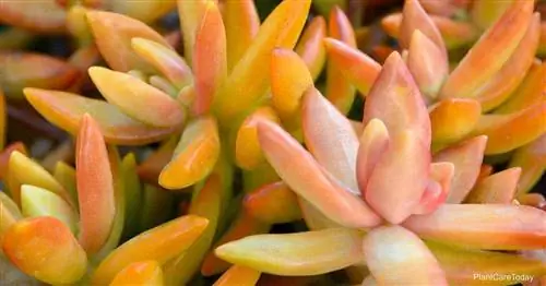 Как вырастить очиток медный (Sedum Nussbaumerianum)