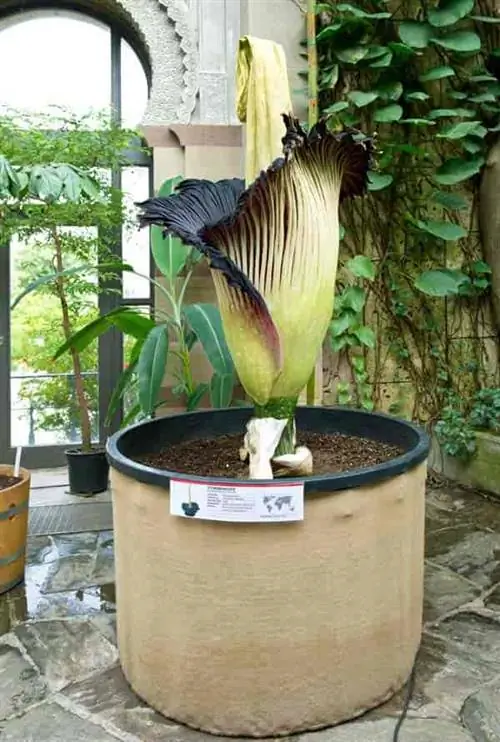 Самый большой в мире цветок Amorphophallus Titanum, он же трупный цветок.