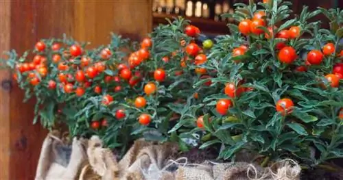 Плоды Solanum Pseudocapsicum – Иерусалимская вишня.