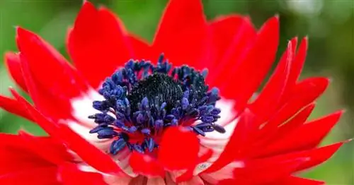 ярко-красный цветок Anemone coronaria