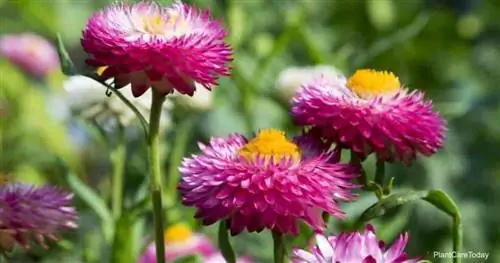 Цветение вечного цветка Strawflower