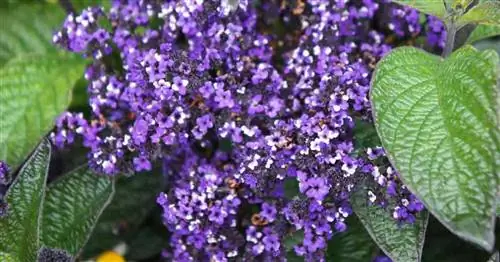 Уход за Heliotropium Arborescens: научитесь выращивать гелиотропные растения