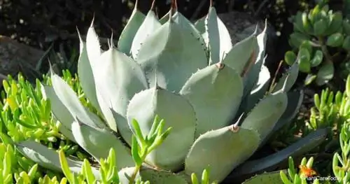 Agave ovatifolia – агава из китового языка.