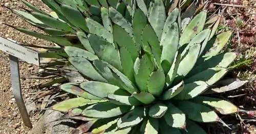 Плотная розетка Agave Macroacantha