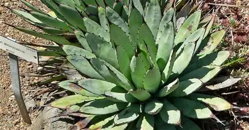 Agave Macroacantha [Агава черношипая] Выращивание и уход