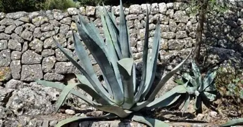 Большие сине-зеленые листья растения Century (Agave americana)