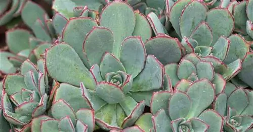 Уход за Aeonium Haworthii: как вырастить вертушку