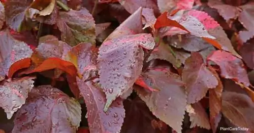 медное растение (acalypha wilkesiana)