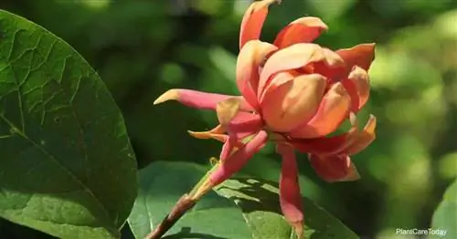 Как ухаживать за Calycanthus Occidentalis