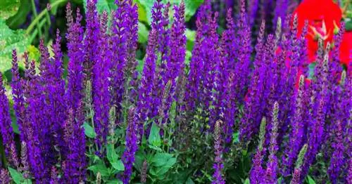 Уход за Veronica Spicata: узнайте советы по выращиванию вероники