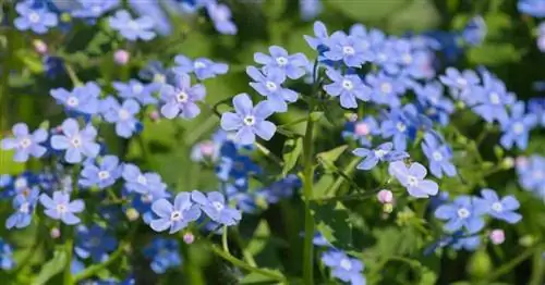 Красочные цветы растения Brunnera Macrophylla (Сибирский буглосс)