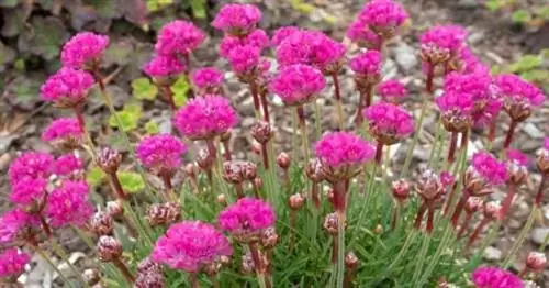 Розовые цветки цветущего морского растения (Armeria Maritima).