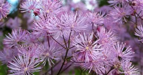 Привлекательные цветы луговой руты - Thalictrum Aquilegifolium.