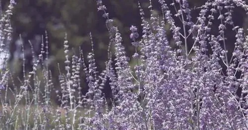 Цветущий русский шалфей - Perovsia atriplicifolia - образует впечатляющую массовую посадку, которая может имитировать живую изгородь лаванды как по внешнему виду, так и по аромату.