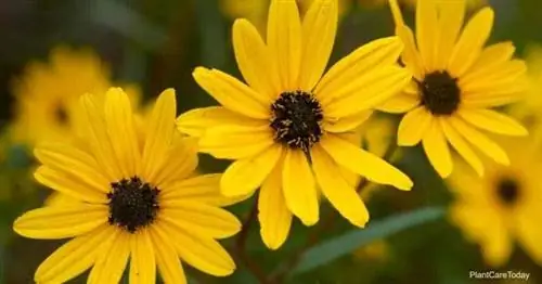 Цветение подсолнуха болотного - Helianthus angustifolius.