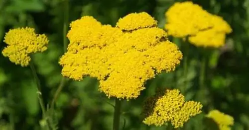 Желтоцветущий многолетник Achillea filipendulina тысячелистник